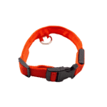 collier pour chien