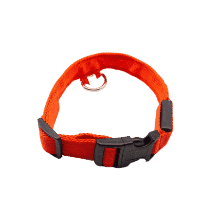 collier pour chien
