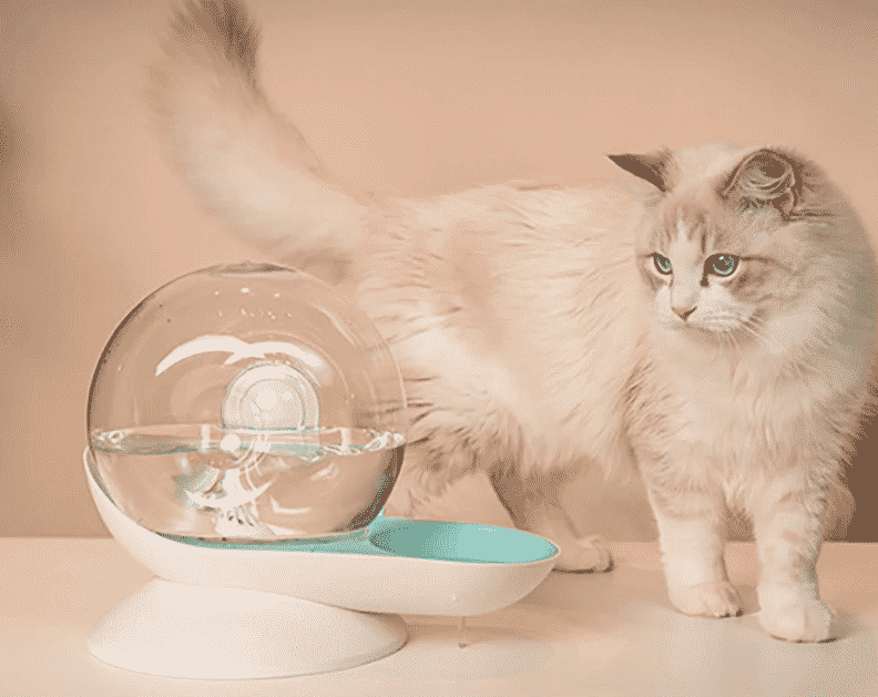 fontaine à eau pour chat photo principale