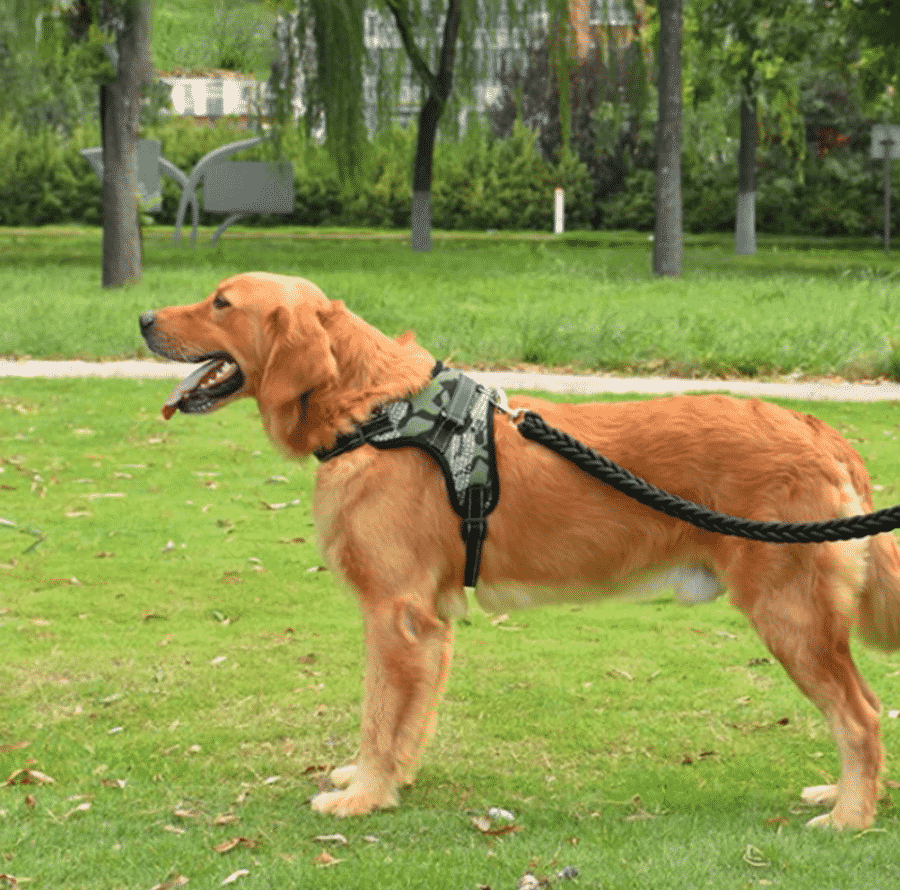 harnais vert chien