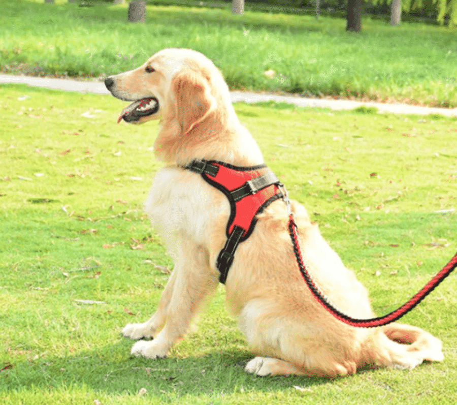 laisse rouge chien