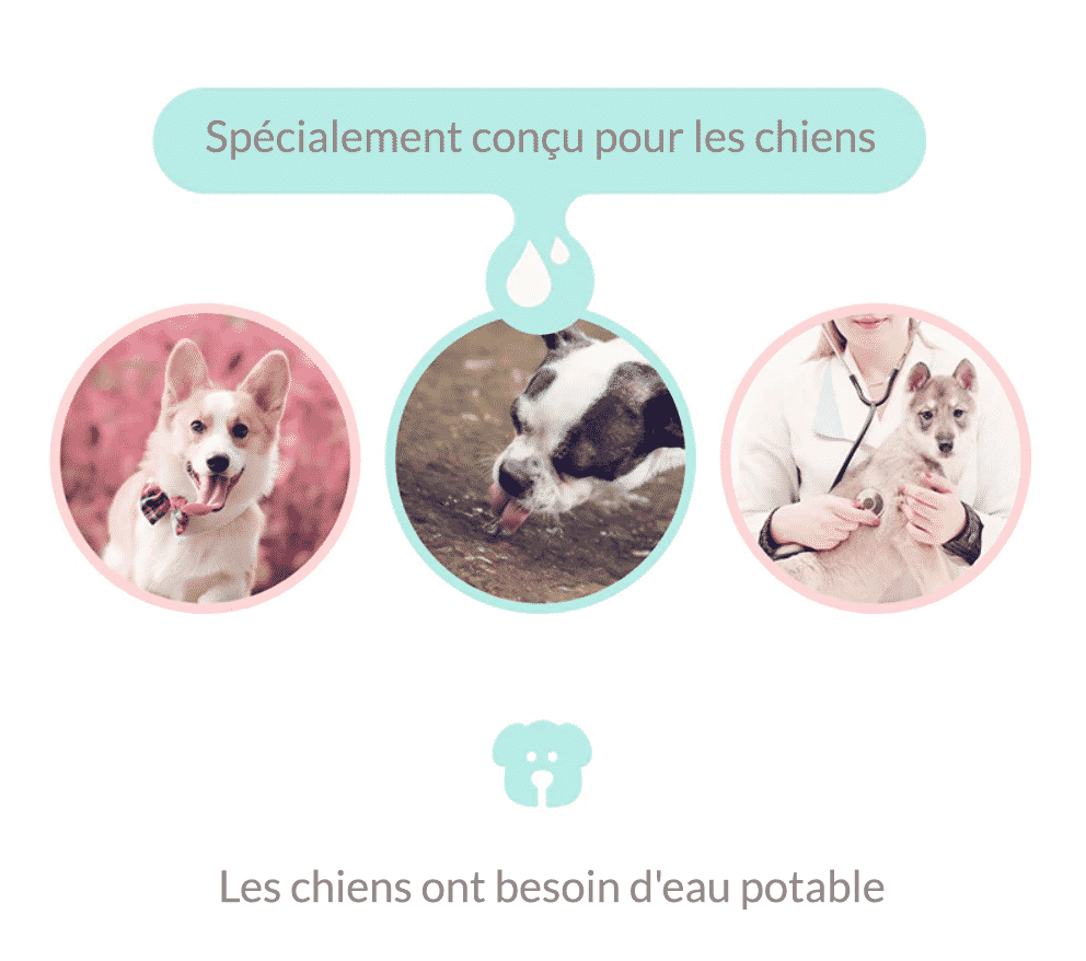 les chiens ont besoin d'eau potable
