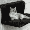 hamac noir pour chat
