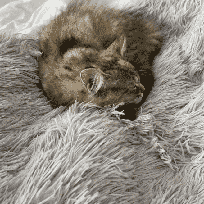 Lit gris pour chat client