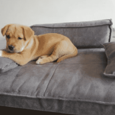 canapé gris pour chien taille S