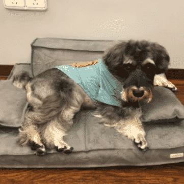 canapé gris pour chien taille S-2