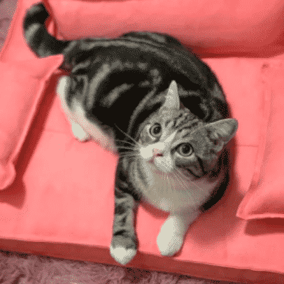 canapé rouge pour chat taille S
