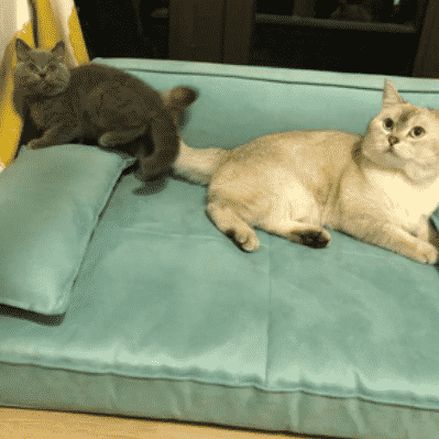 canapé vert pour chats taille L
