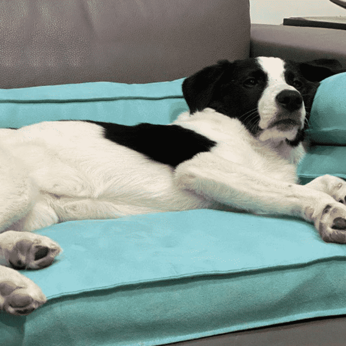 canapé vert pour chien taille M